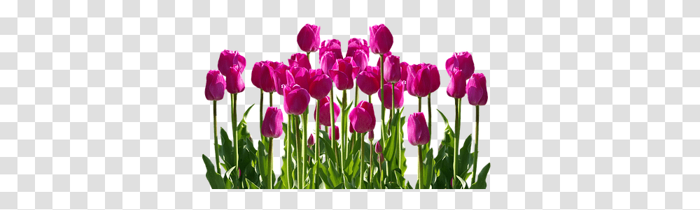 Spring Flower Garden Clipart 50839 Garden Flowers, Plant, Blossom, Tulip Transparent Png