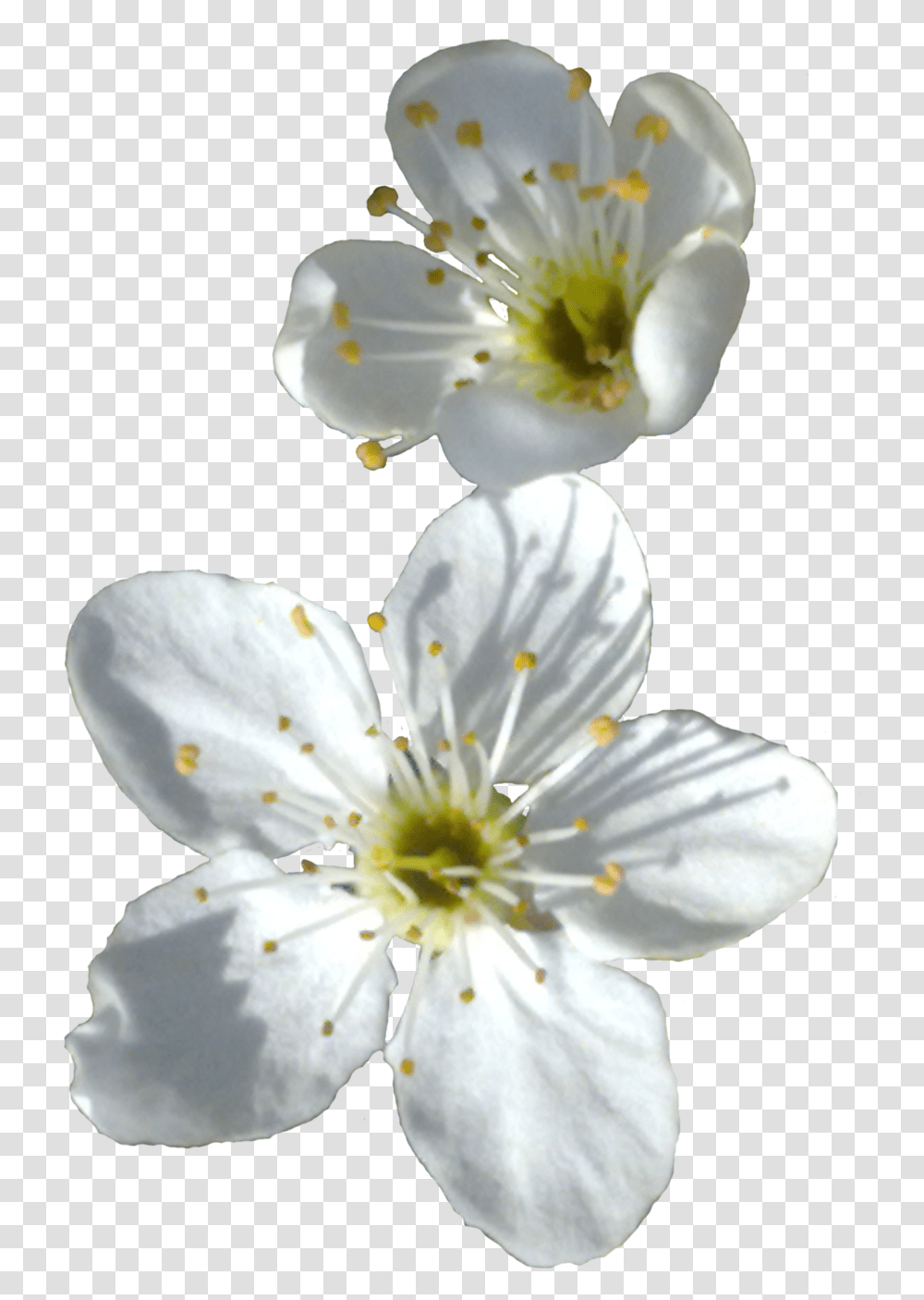 Spring Flower Image Spring Flower, Plant, Pollen, Blossom, Geranium Transparent Png