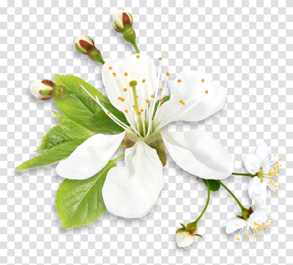 Spring Flower, Plant, Blossom, Pollen, Petal Transparent Png