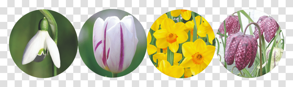 Spring Flowering Bulbs 2019 Tulip, Plant, Blossom, Daffodil, Egg Transparent Png