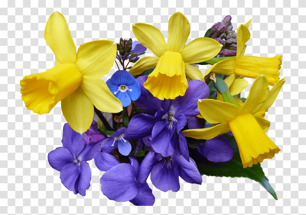 Spring Flowers 2 Image Spreeng Flower, Plant, Blossom, Iris, Daffodil Transparent Png
