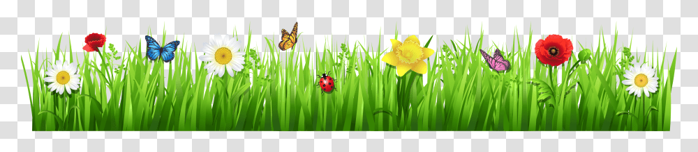 Spring Flowers Border Spring Flowers Clipart Background, Plant, Grass, Green, Daffodil Transparent Png