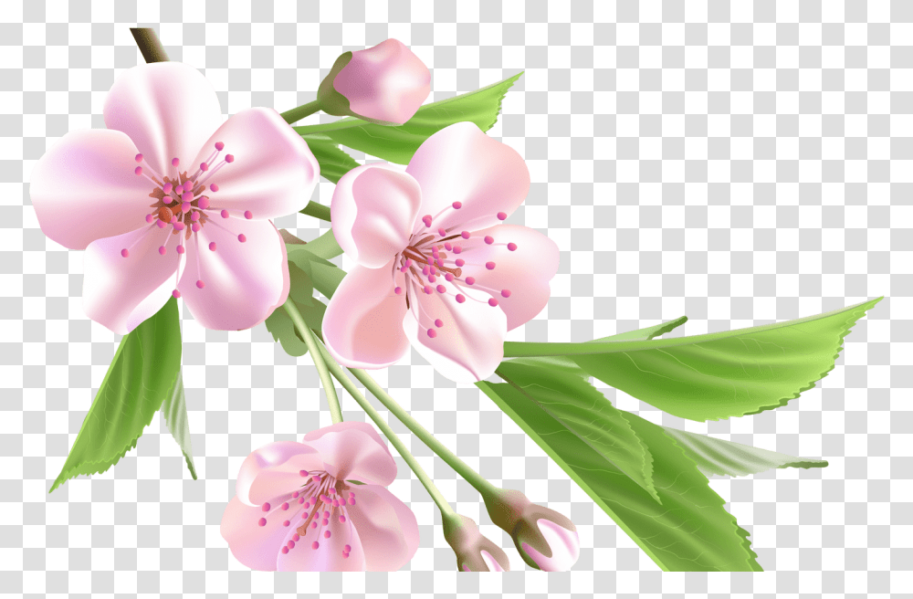 Spring Flowers Clip Art Pink Flower Almond Tree And Flowers Drawing, Plant, Blossom, Petal, Flower Arrangement Transparent Png