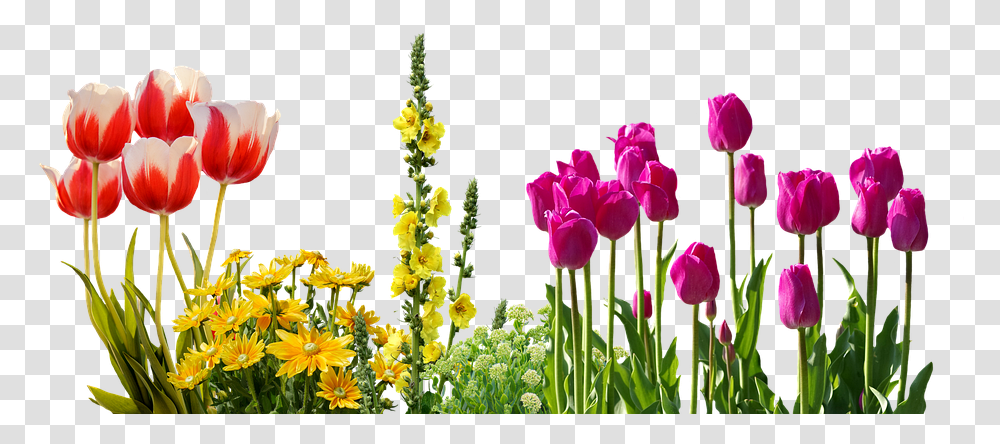 Spring Flowers Clipart Download Flower Bed, Plant, Blossom, Tulip, Flower Arrangement Transparent Png
