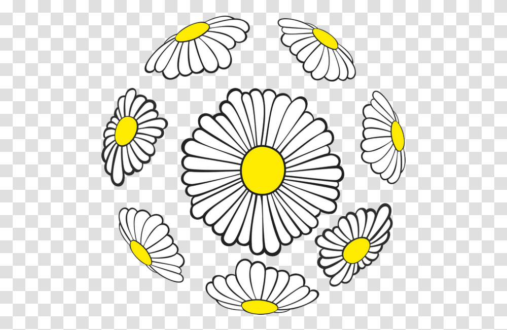 Spring Flowers Images, Daisy, Plant, Daisies, Blossom Transparent Png