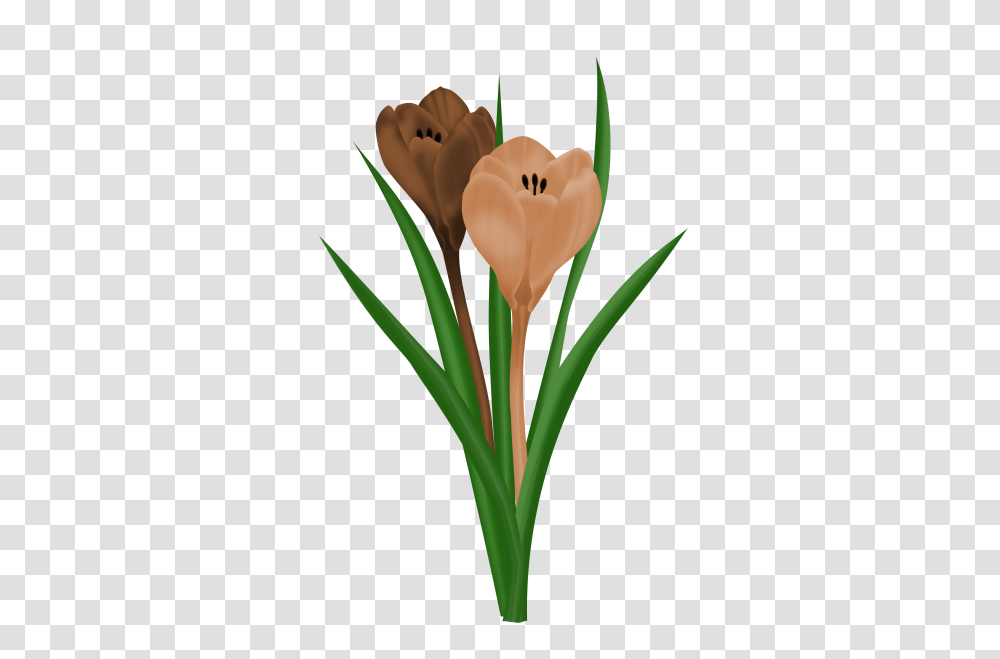 Spring Flowers, Plant, Blossom, Lily, Amaryllidaceae Transparent Png