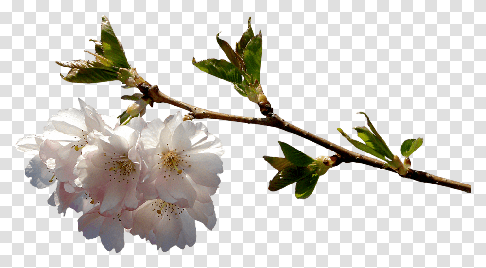 Spring Flowery Branch, Plant, Blossom, Pollen, Bird Transparent Png