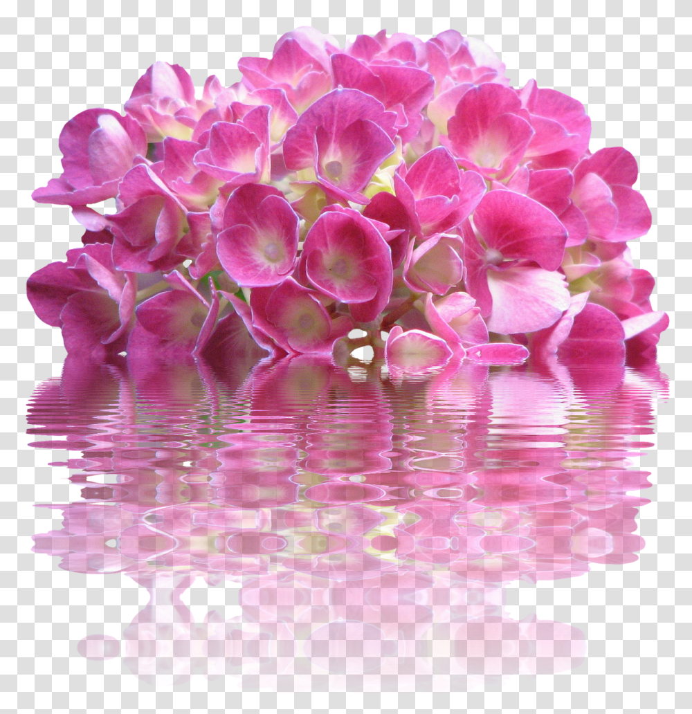 Spring Hydrangea Nature Garden Plant Flora Bloom Pink Flowers, Geranium, Blossom, Petal, Orchid Transparent Png