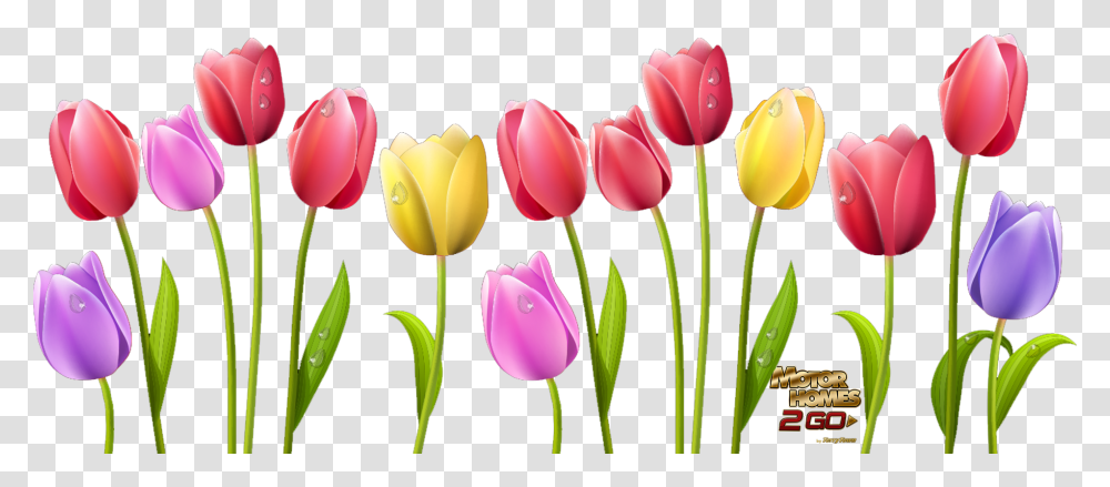 Spring Is Here Skagit Tulip Flower Clipart, Plant, Blossom, Petal Transparent Png