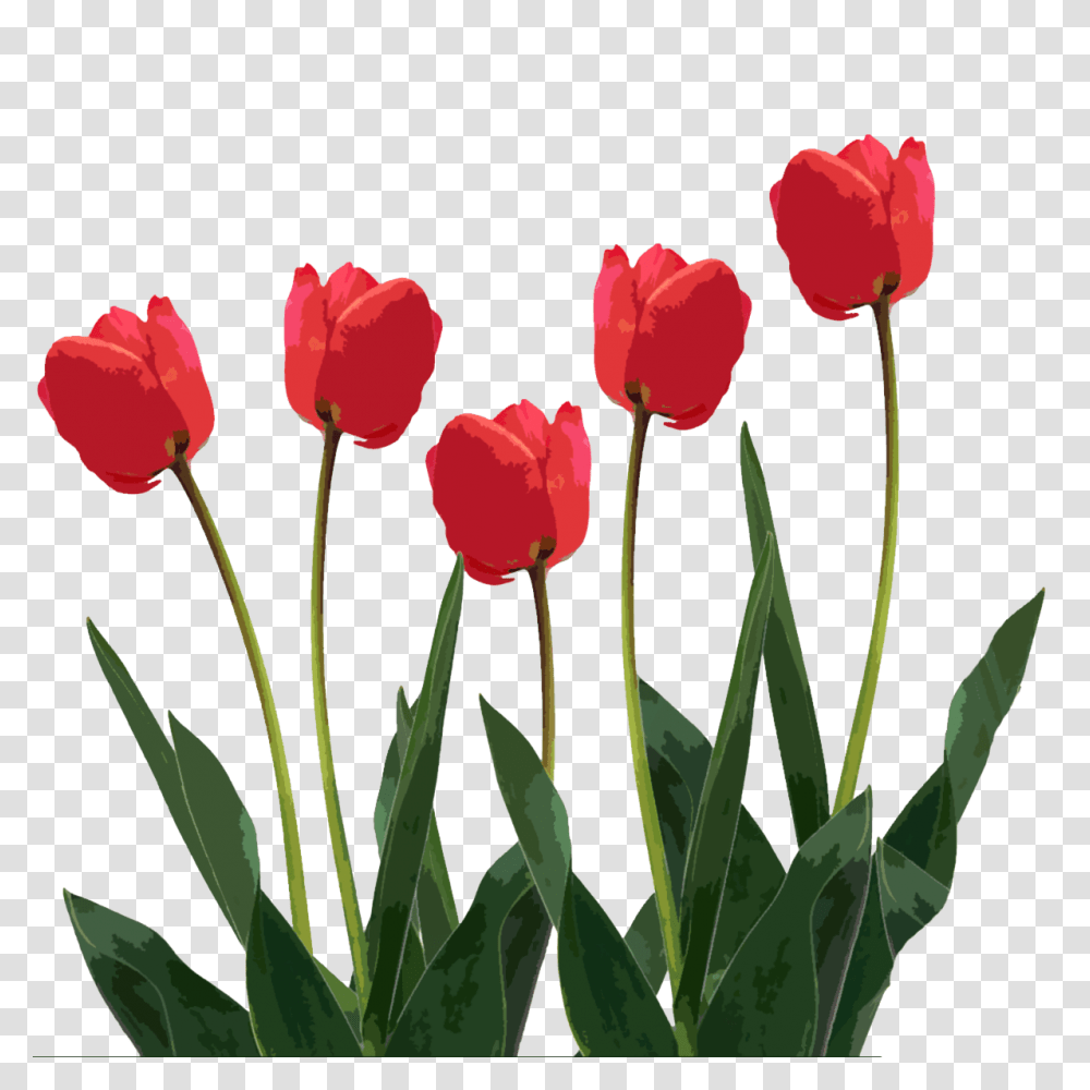 Spring Love Cliparts, Plant, Flower, Blossom, Tulip Transparent Png