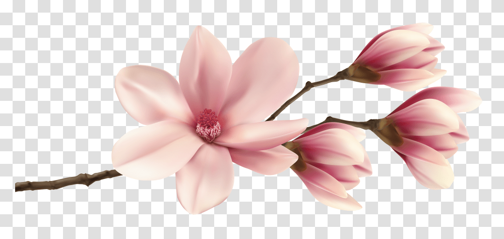 Spring Magnolia Branch Clip Art Image Pink Magnolia Magnolia Pink Flowers, Plant, Petal, Dahlia, Anther Transparent Png