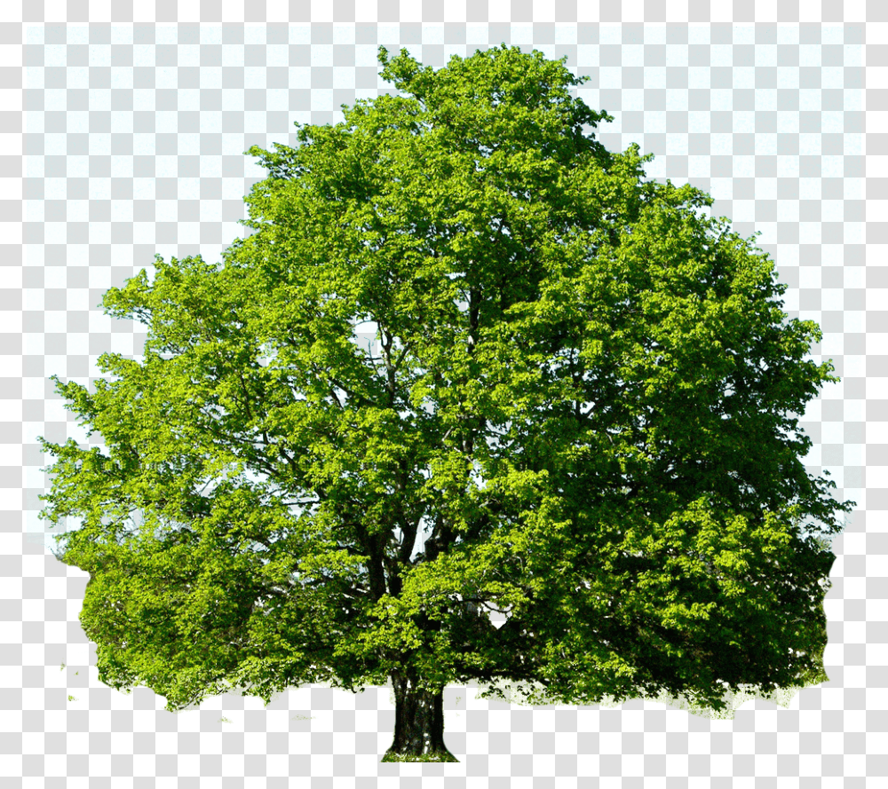 Spring Maple Tree, Plant, Oak, Sycamore, Tree Trunk Transparent Png