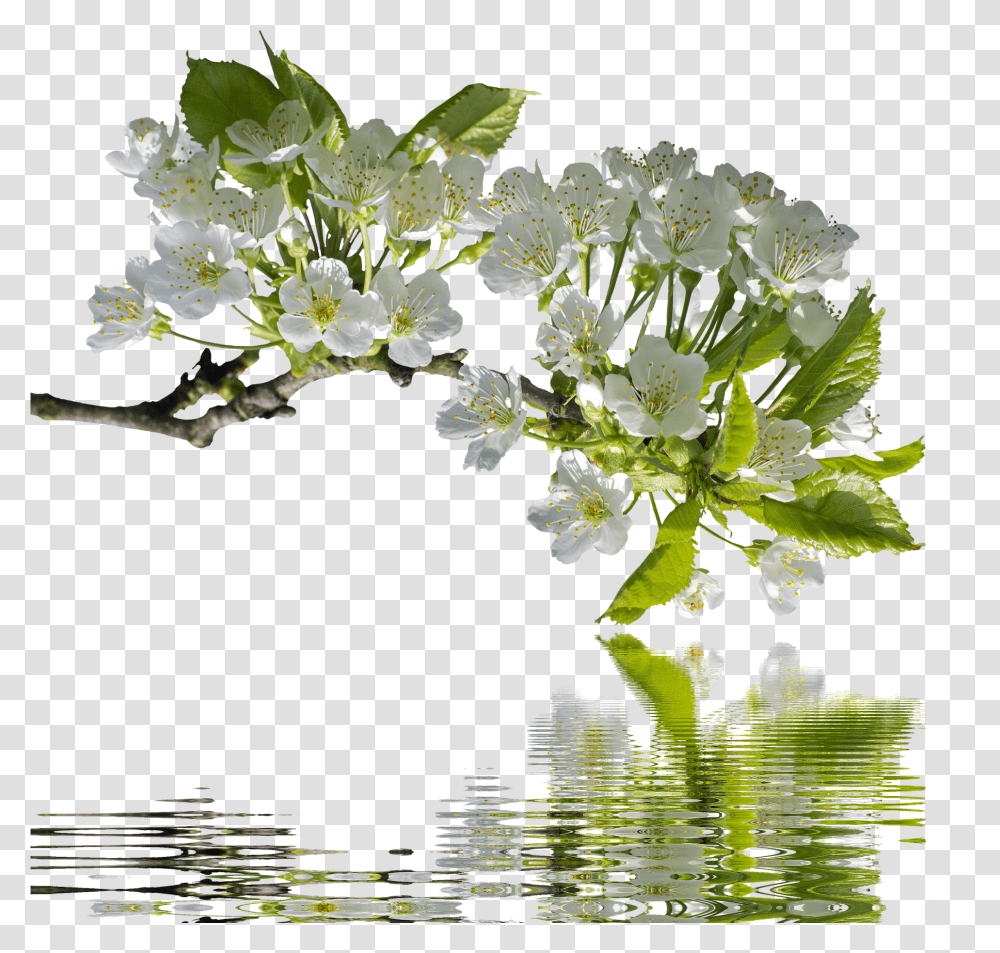 Spring Morning Chinese Poem, Plant, Flower, Blossom, Outdoors Transparent Png