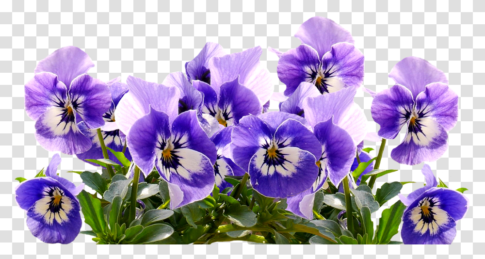 Spring Pansy Mother's Day Free Picture Flower Purple Mothers Day, Plant, Blossom, Geranium, Petal Transparent Png