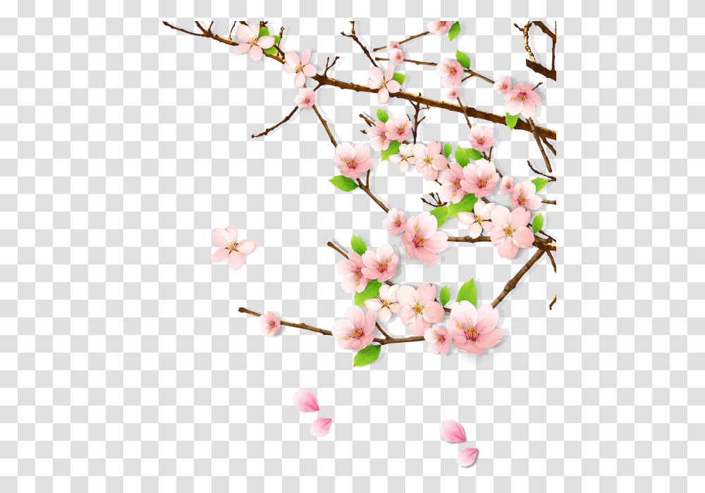 Spring Peach Blossom, Plant, Flower, Cherry Blossom, Petal Transparent Png