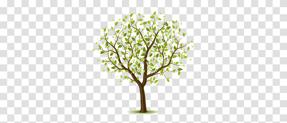 Spring Ps 211 Elm Tree Elementary Tree, Plant, Tree Trunk, Leaf, Bonsai Transparent Png