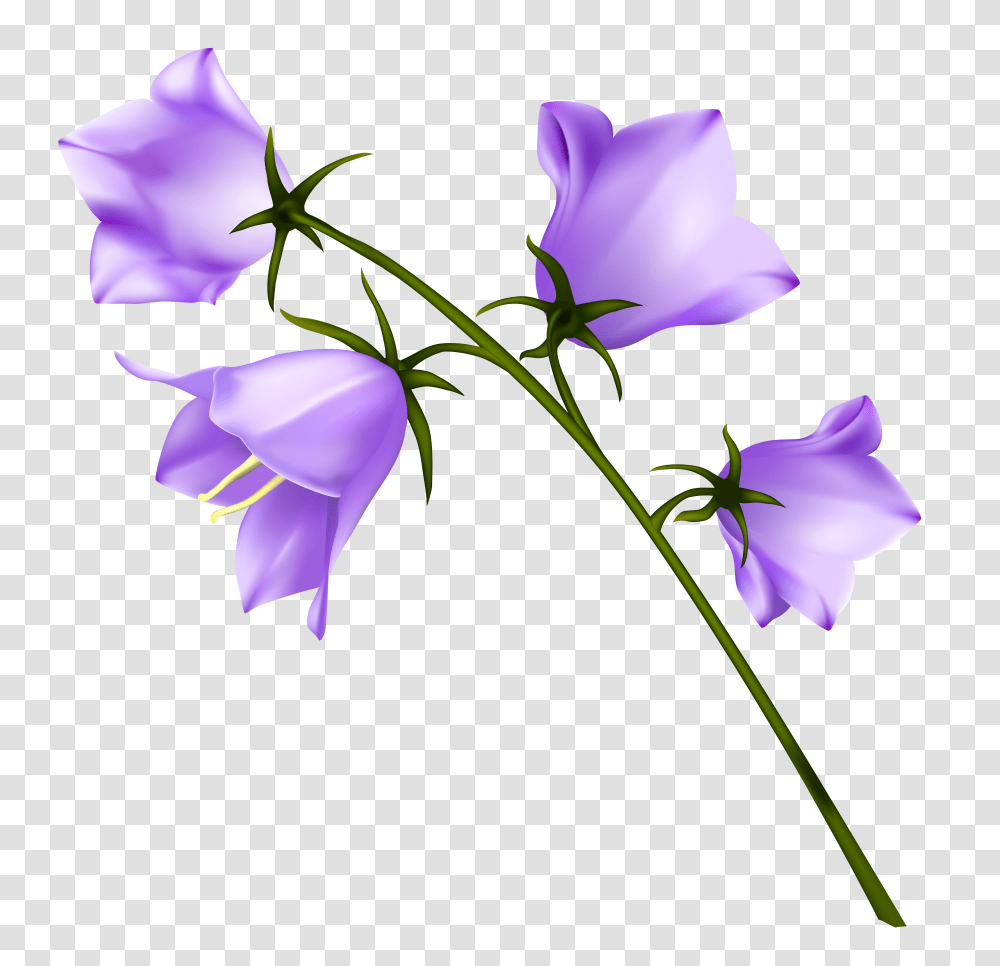 Spring Purple Campanula Transparent Png