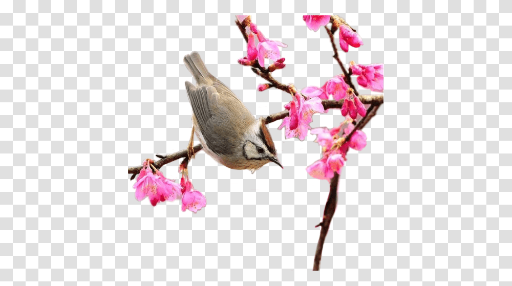 Spring Springtime Bird Scspring Remixit Spring 300 X, Plant, Flower, Animal, Petal Transparent Png