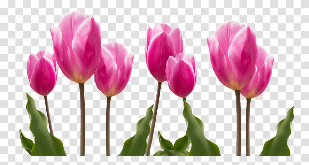Spring Tulips Pink Nature Flower Flowers Plant Glad Mors Dag, Blossom Transparent Png