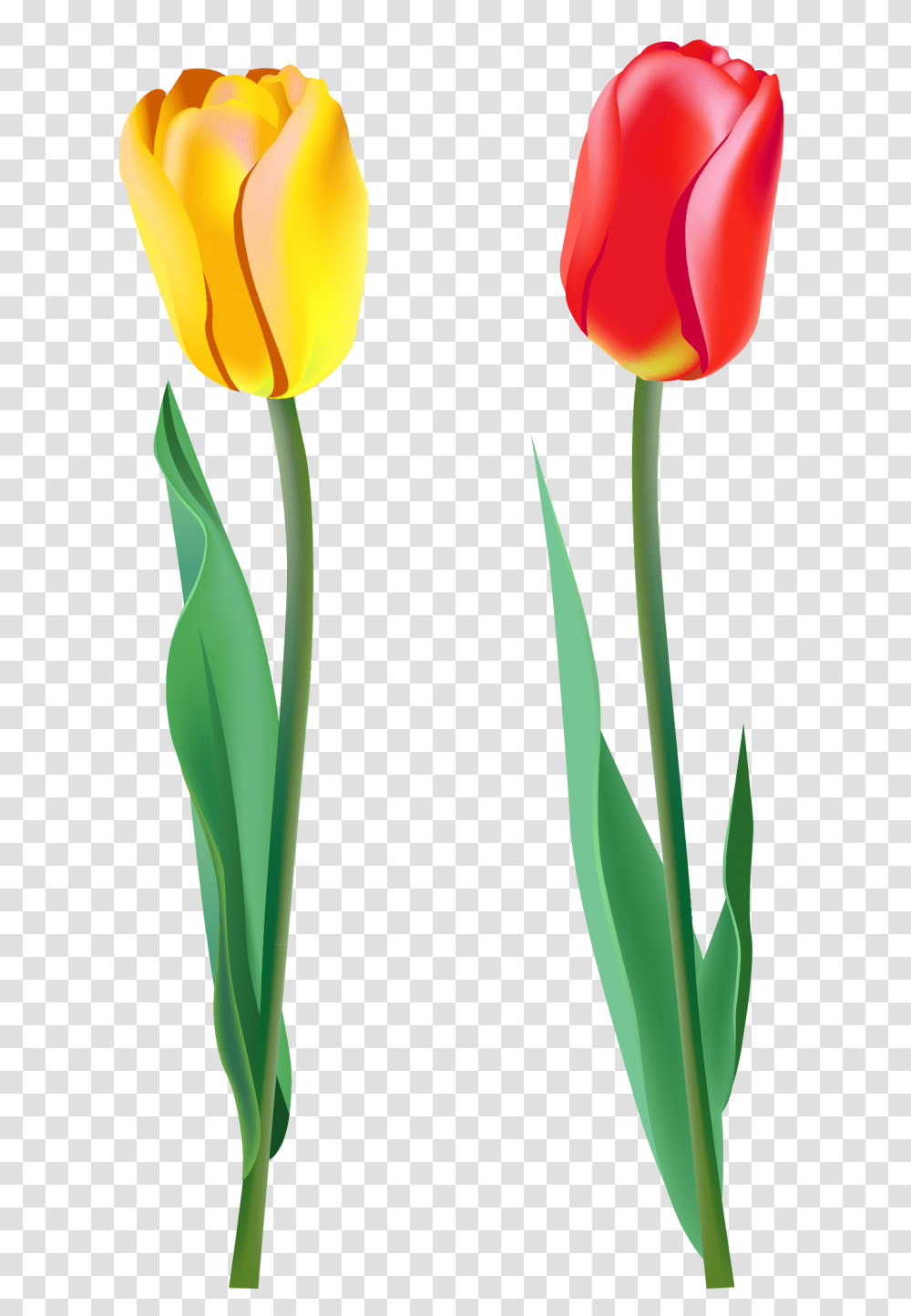 Spring Tulips, Plant, Flower, Blossom Transparent Png