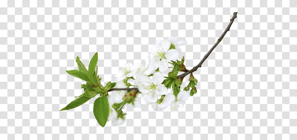 Spring White Branch Clipart, Plant, Flower, Leaf, Petal Transparent Png