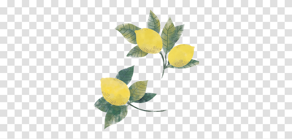 Springsummer 2018 Mulligan Illustration, Leaf, Plant, Green, Flower Transparent Png