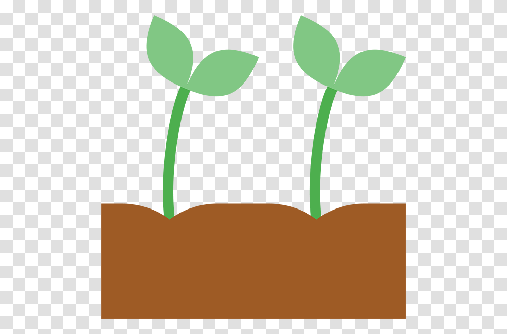 Sprout, Plant, Produce, Food, Seed Transparent Png