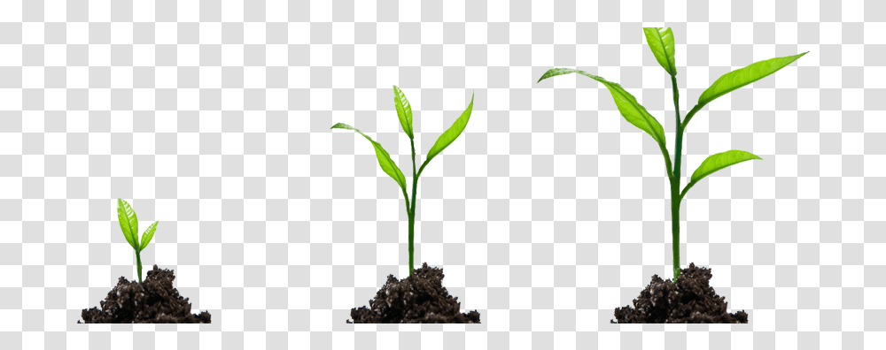 Sprout, Plant, Soil, Leaf, Flower Transparent Png