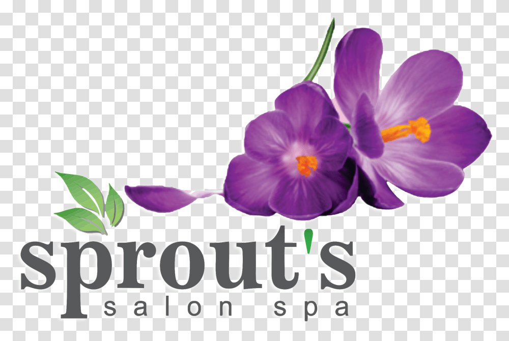 Sprout S Salon Amp Spa Unghie Semipermanente Termico, Plant, Flower, Blossom, Crocus Transparent Png
