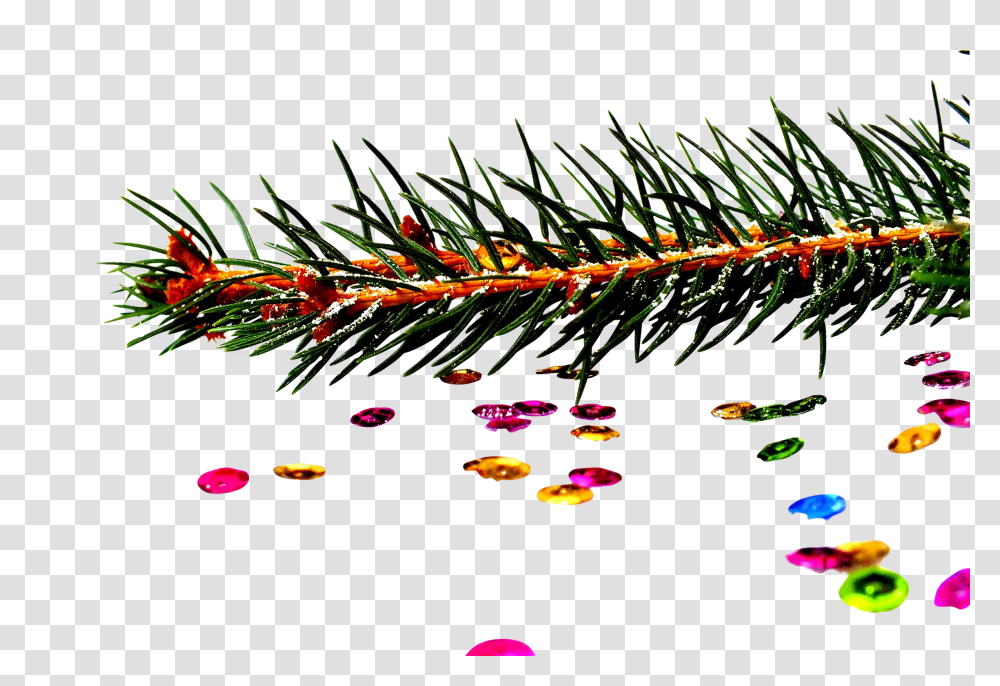Spruce Clip, Holiday, Tree, Plant, Fir Transparent Png