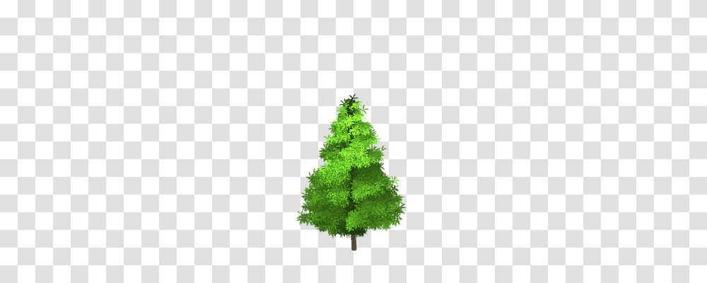 Spruce Nature, Tree, Plant, Ornament Transparent Png