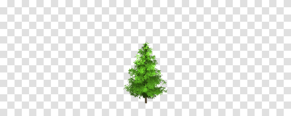 Spruce Nature, Tree, Plant, Ornament Transparent Png