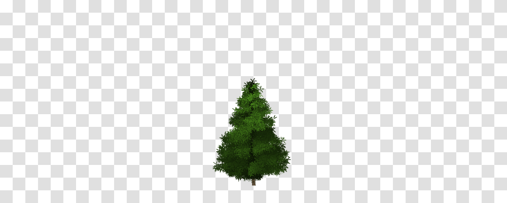 Spruce Nature, Tree, Plant, Ornament Transparent Png