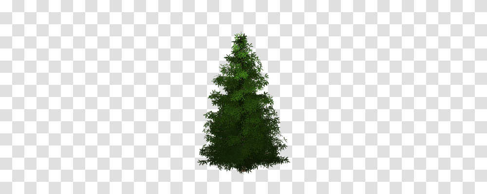Spruce Nature, Tree, Plant, Ornament Transparent Png
