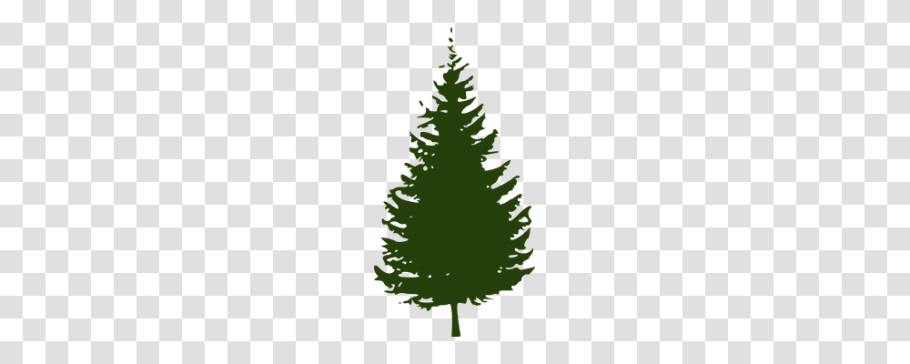 Spruce Nature, Tree, Plant, Pine Transparent Png