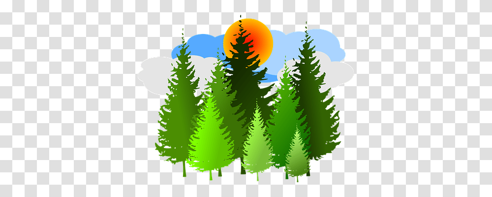 Spruce Nature, Tree, Plant, Ornament Transparent Png