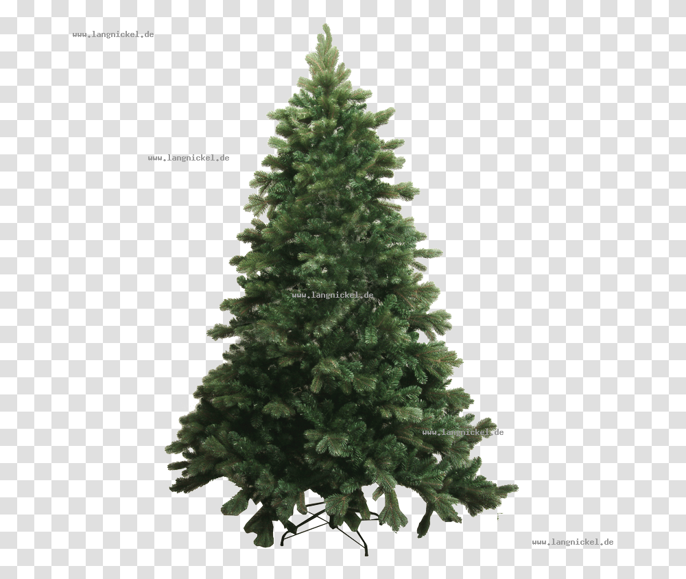 Spruce Abies Bracteata Tree Pine Douglas Fir Abies, Plant, Christmas Tree, Ornament, Conifer Transparent Png
