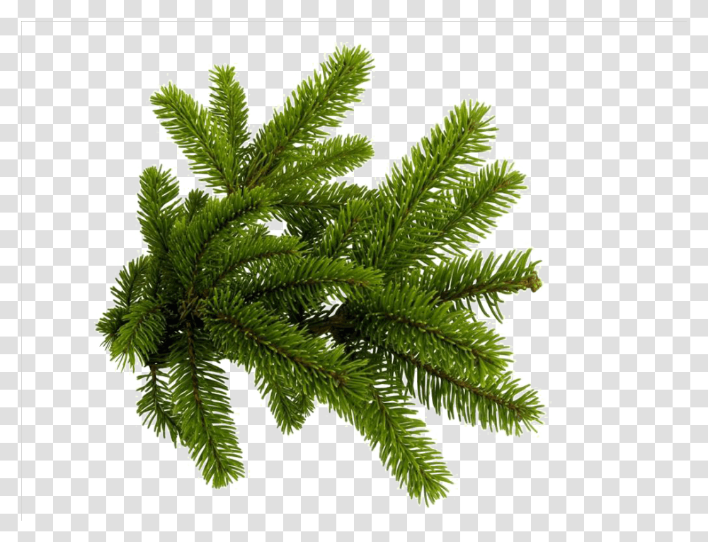 Spruce Branch Fir Tree Branch, Plant, Conifer, Leaf, Pine Transparent Png