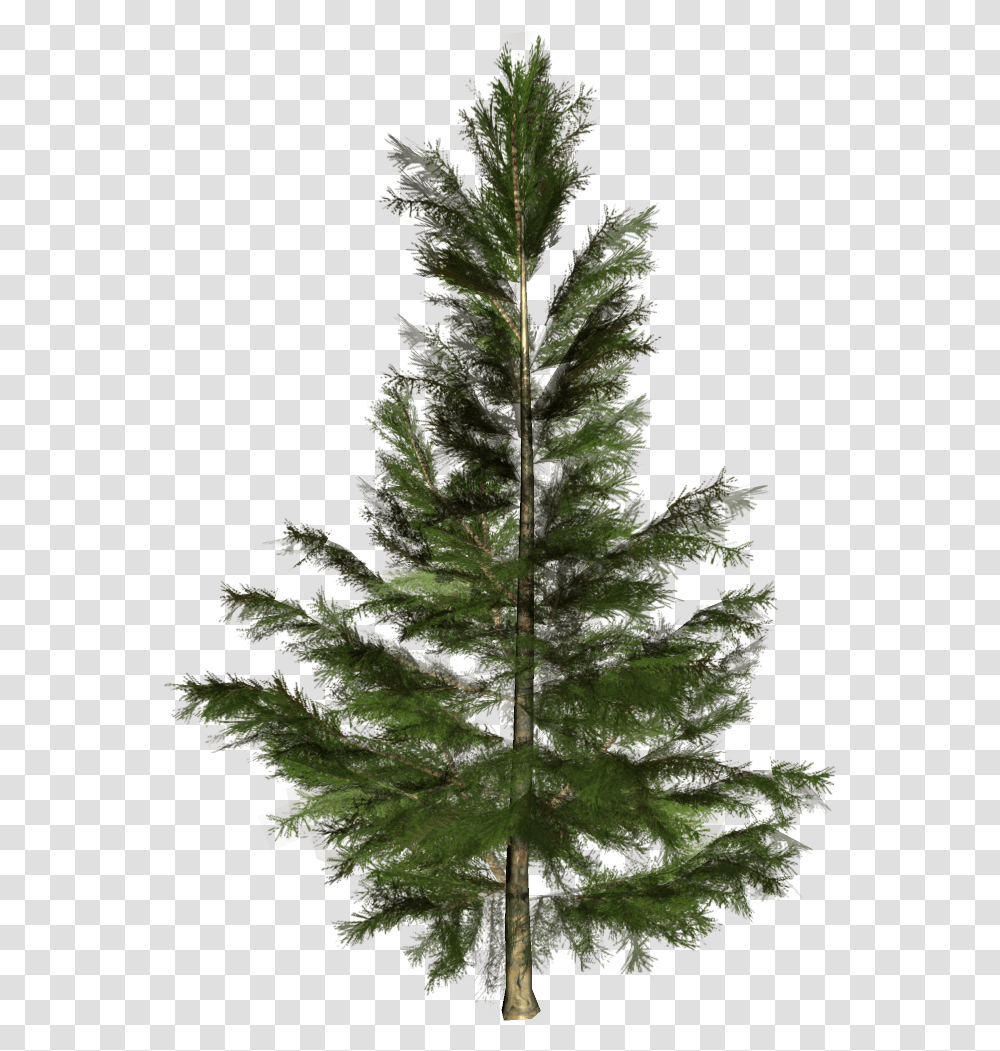 Spruce Christmas Tree Conifers Nordmann Fir Pino De Conifera, Plant, Ornament, Leaf, Pine Transparent Png