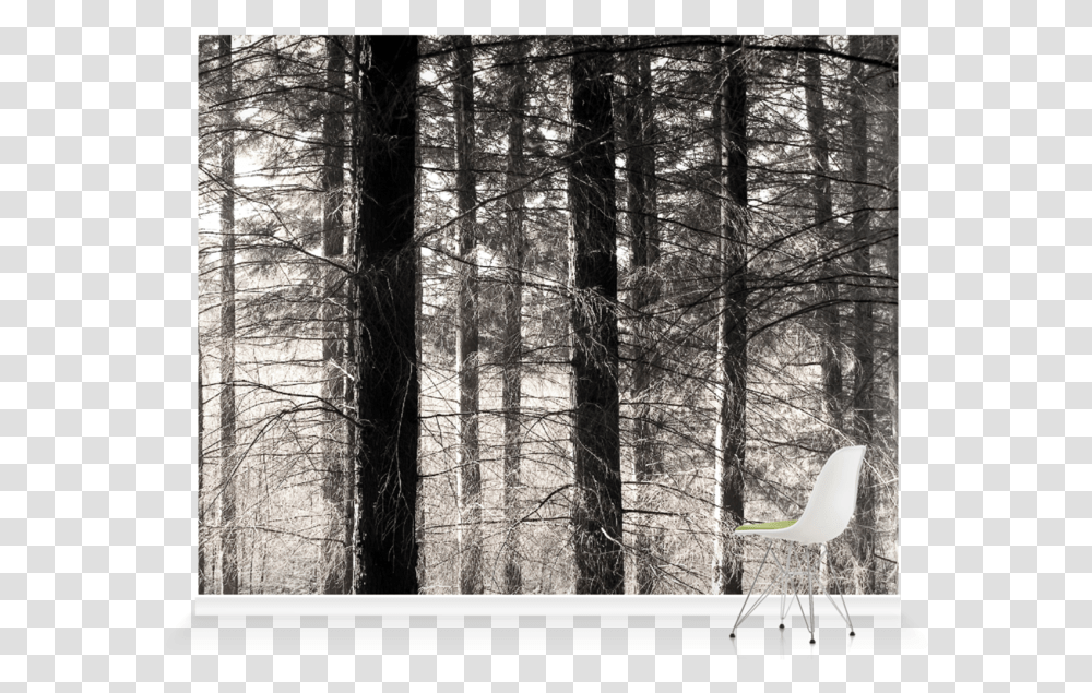 Spruce Fir Forest, Chair, Furniture, Tree, Plant Transparent Png