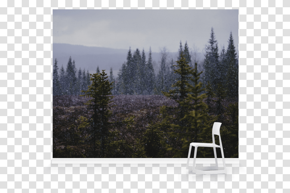 Spruce Fir Forest, Tree, Plant, Abies, Chair Transparent Png