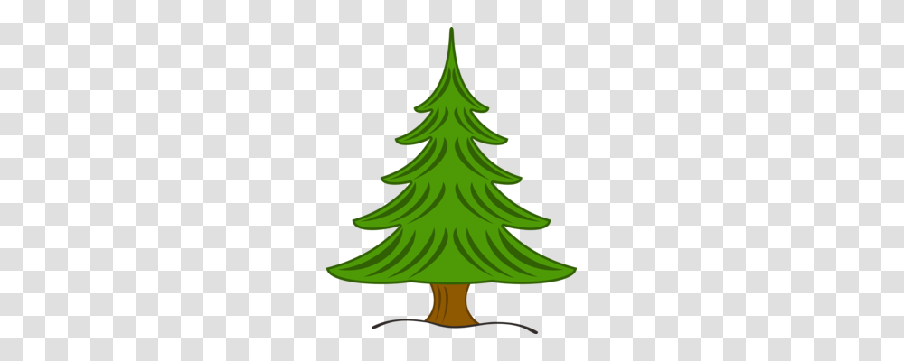 Spruce Fir Pine Tree Evergreen, Plant, Ornament, Christmas Tree, Bonfire Transparent Png