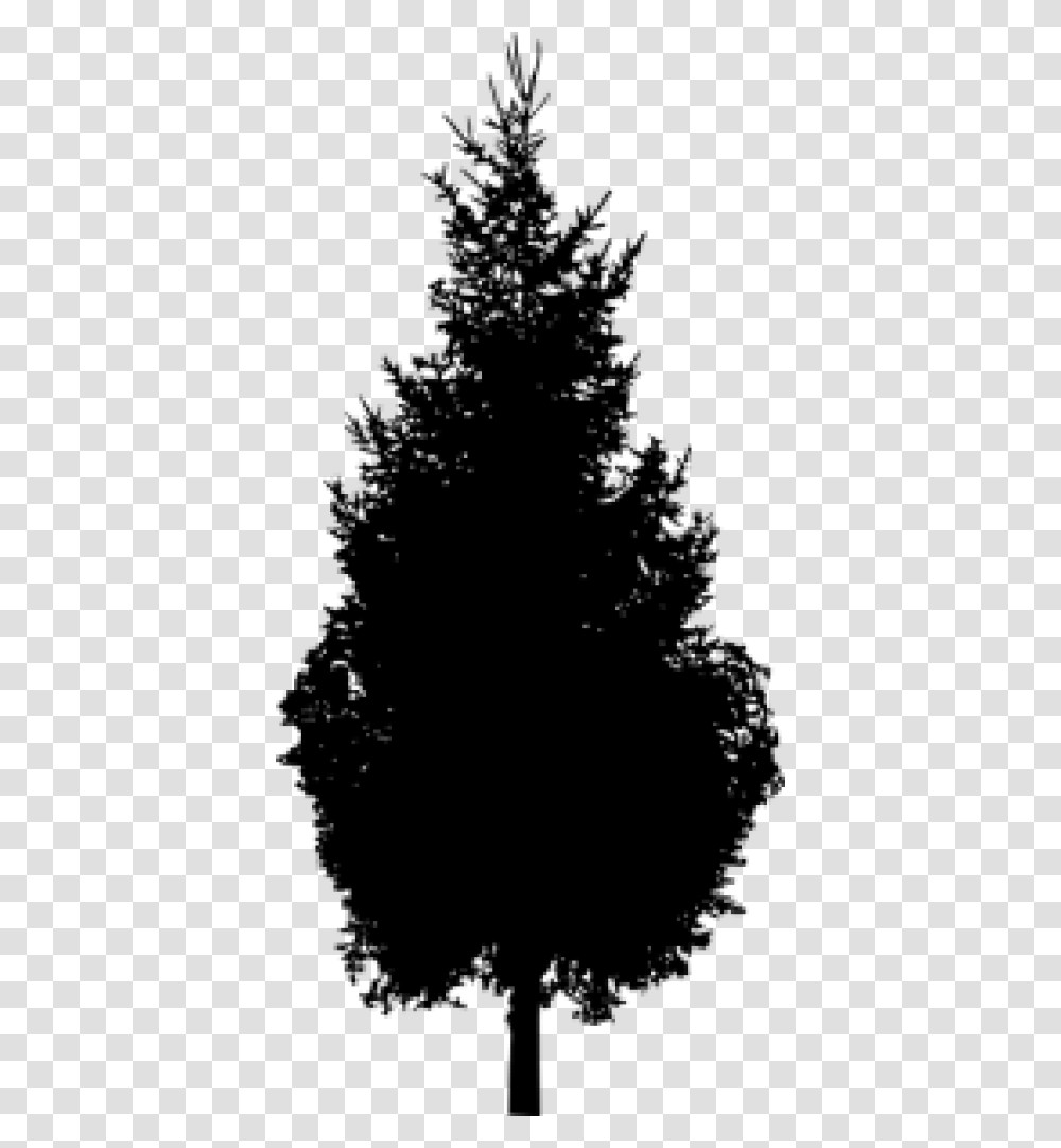Spruce Pine Silhouette Black And White Tree Silhouette File, Gray, World Of Warcraft Transparent Png
