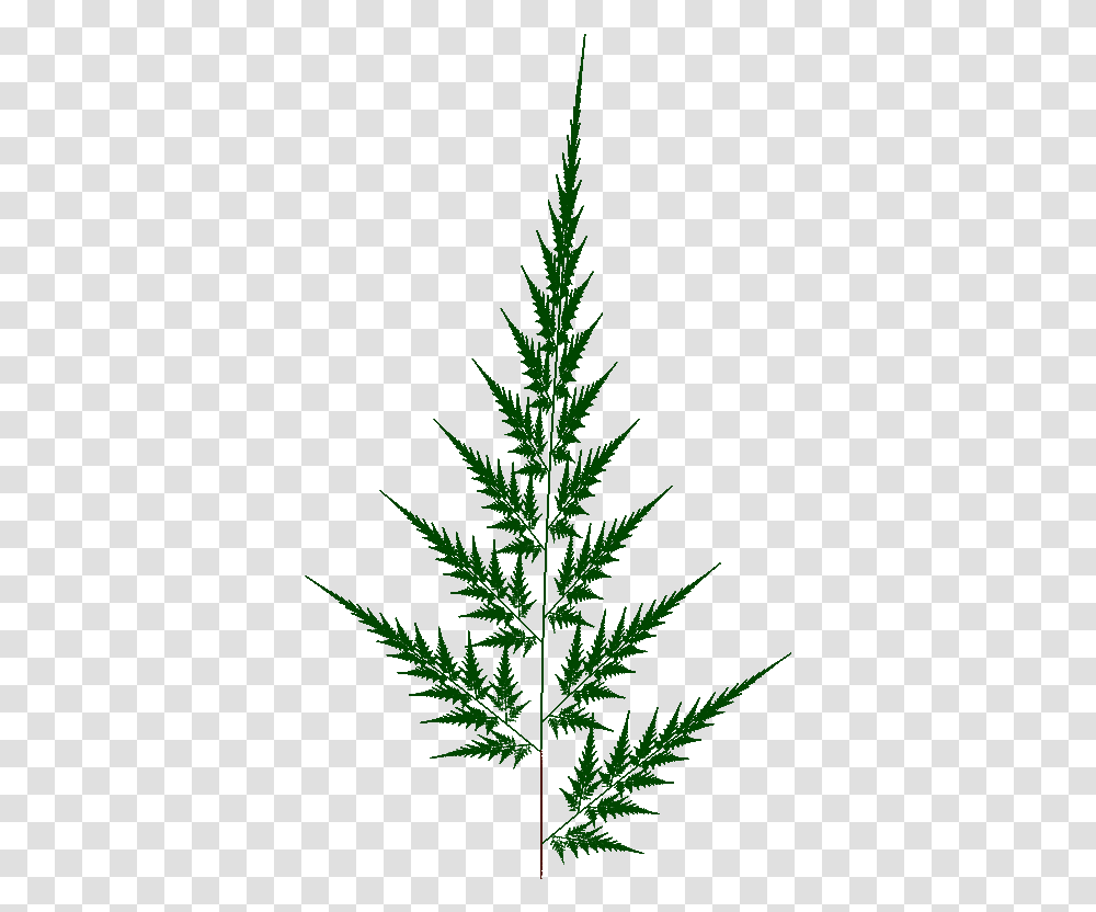 Spruce, Plant, Tree, Leaf, Vegetation Transparent Png