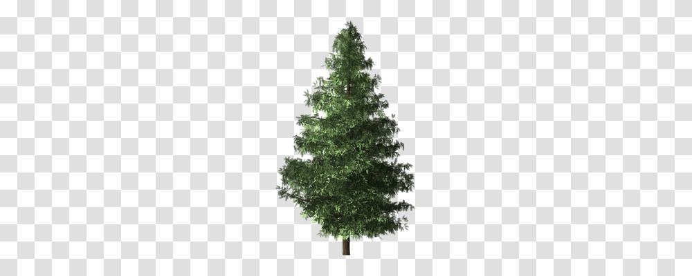 Spruce Tree Nature, Plant, Pine, Ornament Transparent Png