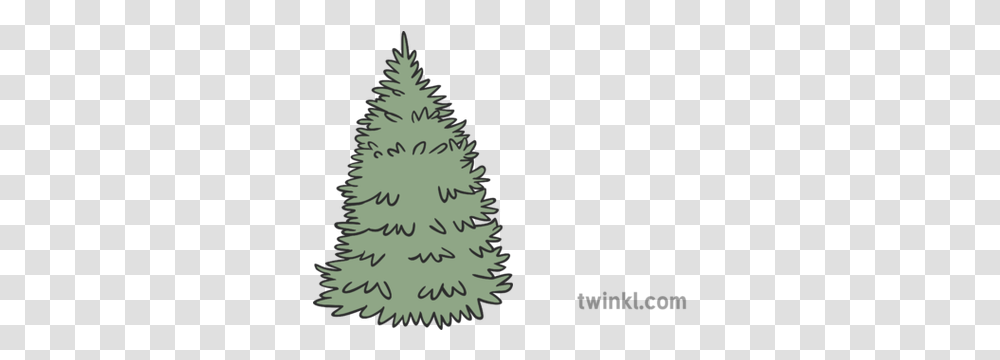 Spruce Tree Illustration Twinkl Christmas Tree, Plant, Ornament, Pine Transparent Png
