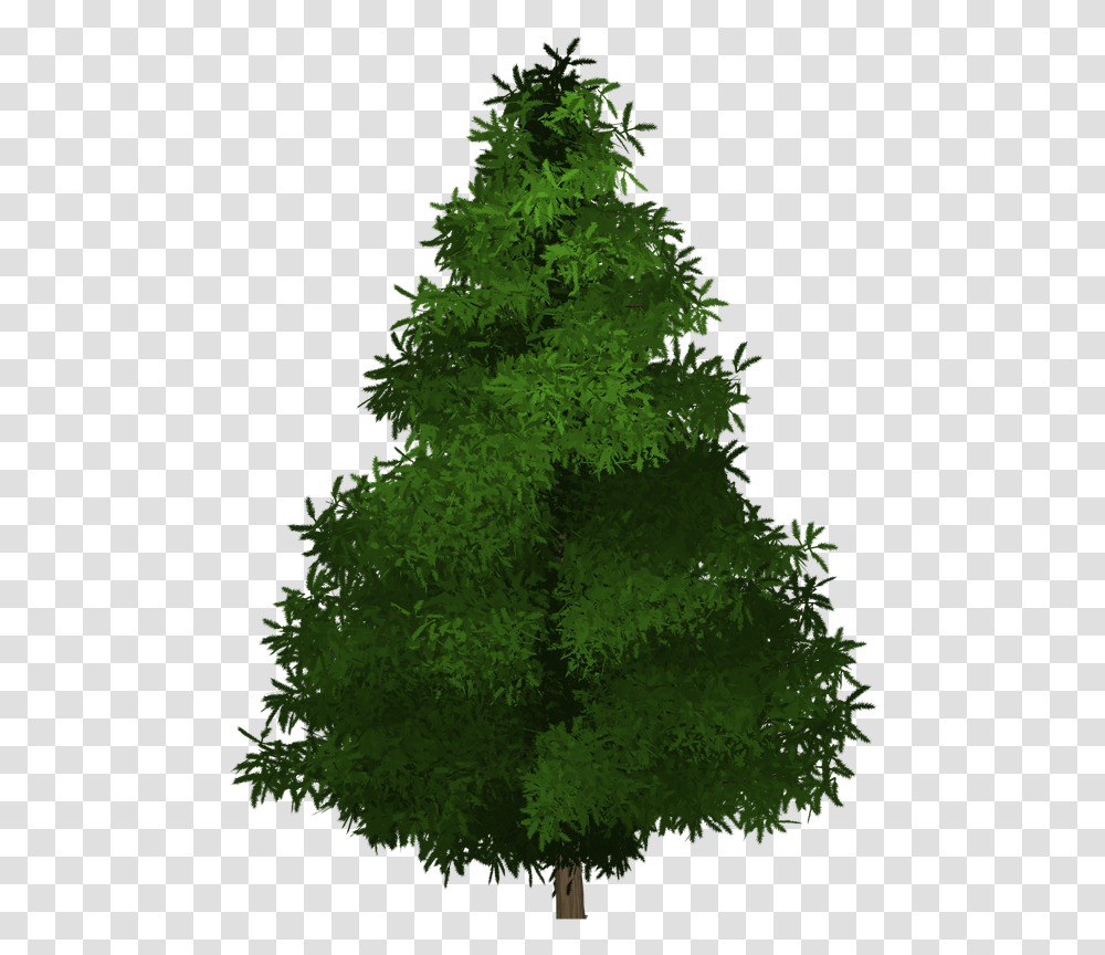 Spruce Tree Painted, Plant, Ornament, Christmas Tree, Pine Transparent Png