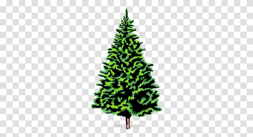 Spruce Tree Royalty Free Vector Clip Art Illustration, Christmas Tree, Ornament, Plant, Pine Transparent Png