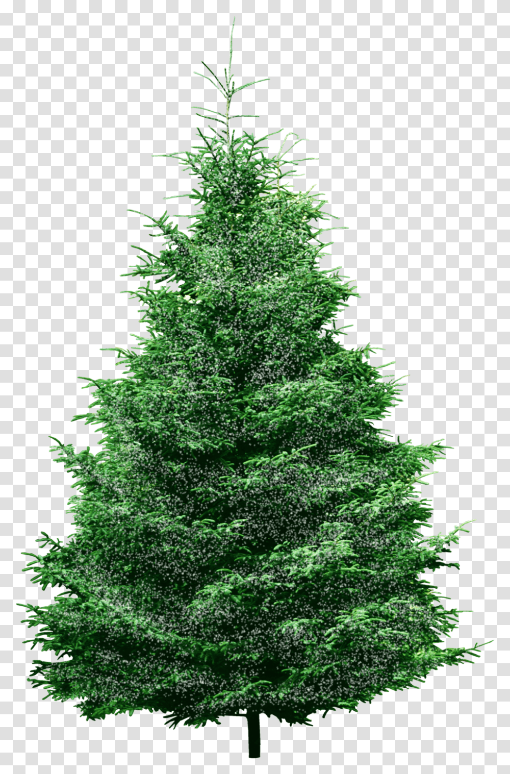 Spruce Tree - Sweet Pea Machine Embroidery Designs Background Pine Tree Clipart, Christmas Tree, Ornament, Plant, Fir Transparent Png