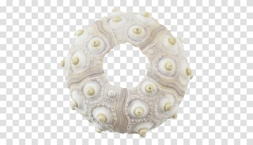 Sputnik Sea Urchin 2 2 Crochet, Sea Life, Animal, Seashell, Invertebrate Transparent Png